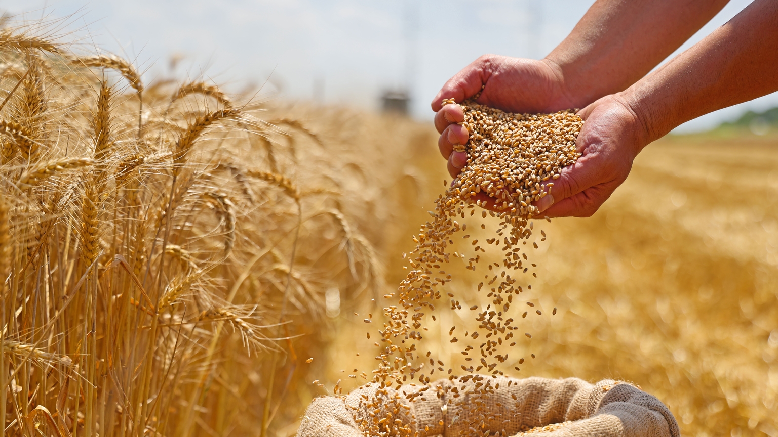 Commodities like wheat and coffee for trading